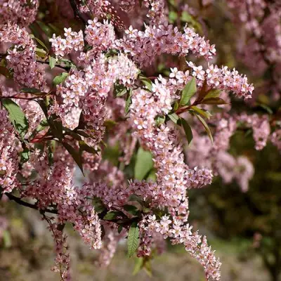 Черемуха НЕЖНОСТЬ в Бресте