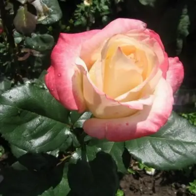 Роза БЕЛА ПЕРЛА чайно-гибридная в Бресте