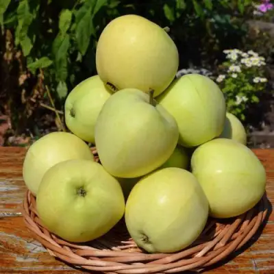 Яблоня ПАПИРОВКА в Бресте