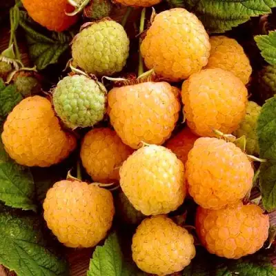 Малина ЗОЛОТЫЕ КУПОЛА в Бресте