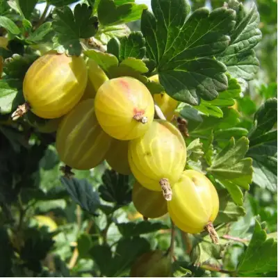 Крыжовник БЕРИЛЛ в Бресте