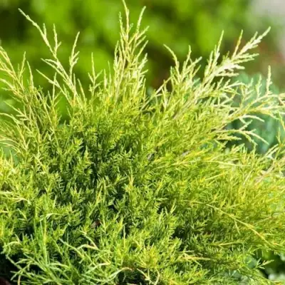 Можжевельник ОЛД ГОЛД средний в Бресте