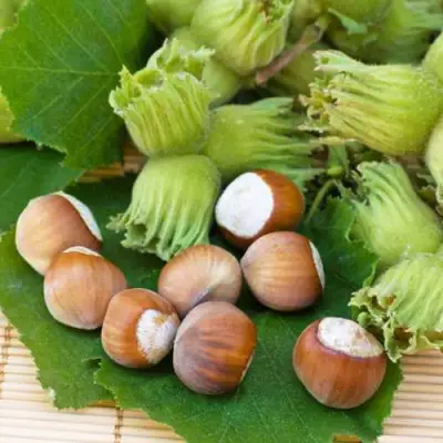 Фундук КРЕПКИЙ ОРЕШЕК в Бресте