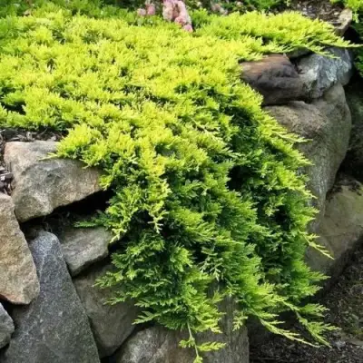 Можжевельник ГОЛДЕН КАРПЕТ горизонтальный  в Бресте