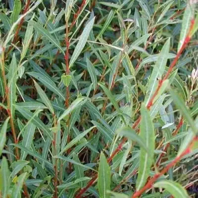 Ива НАНА пурпурная в Бресте