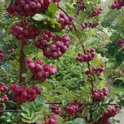 Рябина ДЕСЕРТНАЯ МИЧУРИНА сладкоплодная в Бресте