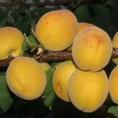 Абрикос ДЕСЕРТНЫЙ ГОЛУБЕВА в Бресте