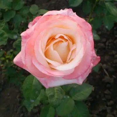 Роза БЕЛА ПЕРЛА чайно-гибридная в Бресте