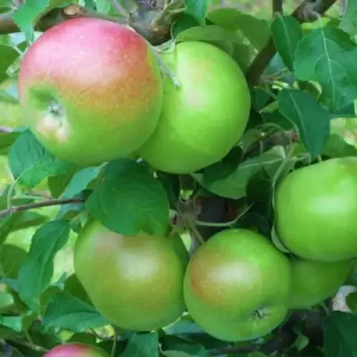 Яблоня НАВАВИТА в Бресте