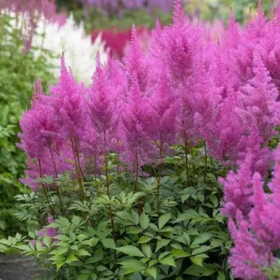Астильба АМЕТИСТ Арендса в Бресте