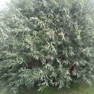 Ива СЕРЕБРИСТАЯ в Бресте