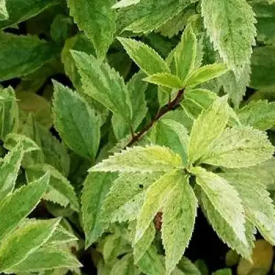 Форзиция ЛЕДНОГОРА промежуточная в Бресте