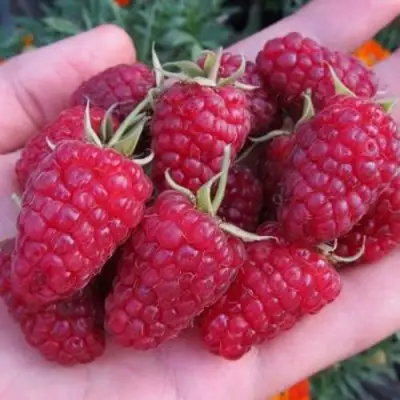 Малина МОСКОВСКИЙ ВЕЛИКАН в Бресте