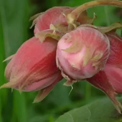 Фундук АКАДЕМИК ЯБЛОКОВ в Бресте