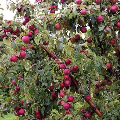 Яблоня ЛОБО в Бресте