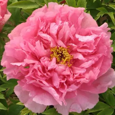 Пион СЕРЕБРИСТЫЙ РУЧЕЙ древовидный в Бресте