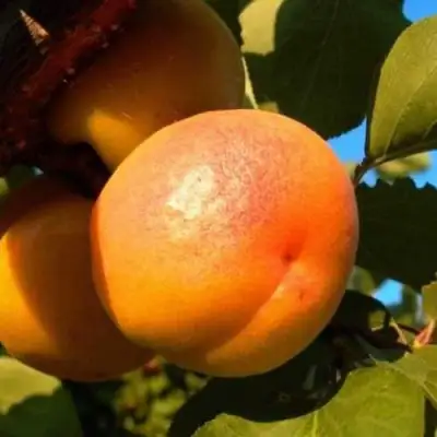 Абрикос СПАДЧЫНА в Бресте