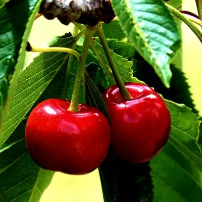 Вишня НИКА в Бресте