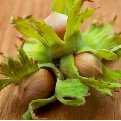 Фундук ГИГАНТ ТАМБОВСКИЙ в Бресте