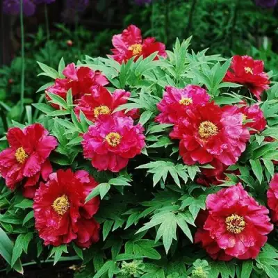 Пион КРАСНЫЙ ЛОТОС древовидный в Бресте