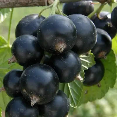 Смородина черная КЛУССОНОВСКАЯ в Бресте