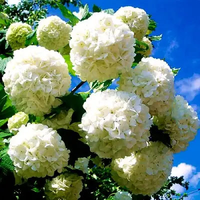 Калина БУЛЬДЕНЕЖ в Бресте