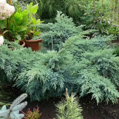 Можжевельник БЛЮ ШВЕД (СВИД) чешуйчатый в Бресте