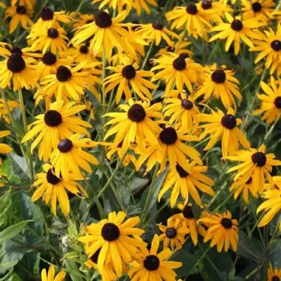 Рудбекия блестящая в Бресте