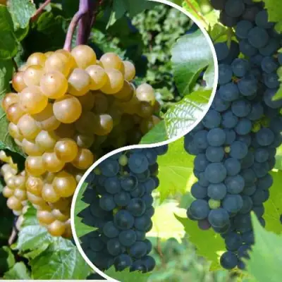 Комплект ИНЬ-ЯНЬ в Бресте