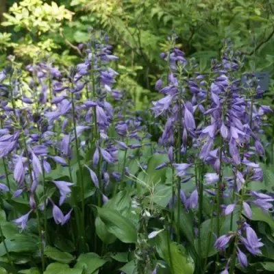 Хоста ГАРРИ ВАН ТРИЕР в Бресте