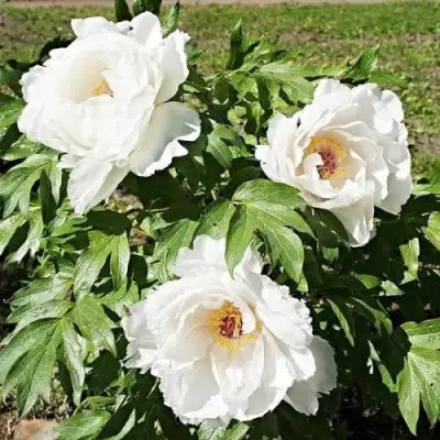 Пион ЛЕТНИЙ ДВОРЕЦ древовидный в Бресте