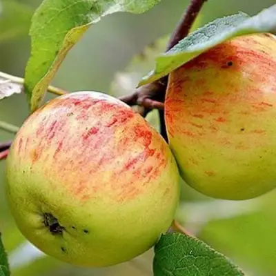 Яблоня РАНЕТКА (КОРОБОВКА) в Бресте