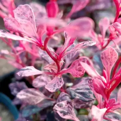 Барбарис РОУЗ ГЛОУ тунберга в Бресте