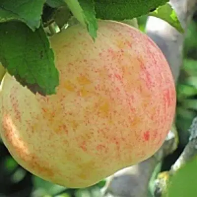 Яблоня ЛЕТНЕЕ СЛАДКОЕ в Бресте