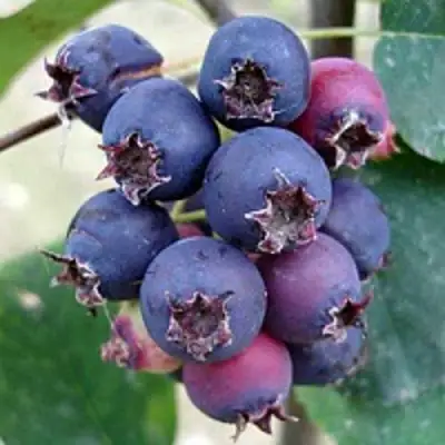 Ирга SLEYT в Бресте