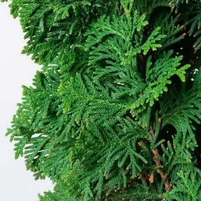 Туя СПИРАЛИС западная в Бресте