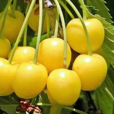 саженцы черешни Россошанская Золотая