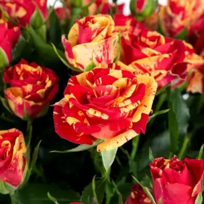 Роза ФАЙЕР ФЛЕШ спрей в Бресте