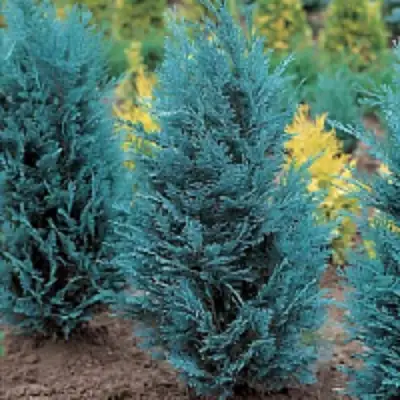 Кипарисовик ВАН ПЕЛЬТС БЛЮ лавсона в Бресте