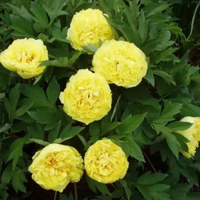 Пион ЗОЛОТАЯ КОРОНА древовидный в Бресте