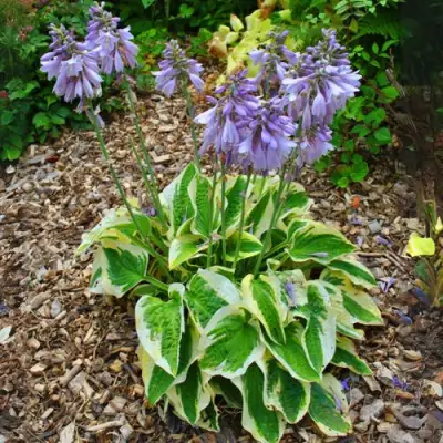 Хоста АУРЕОМАРГИНАТА в Бресте