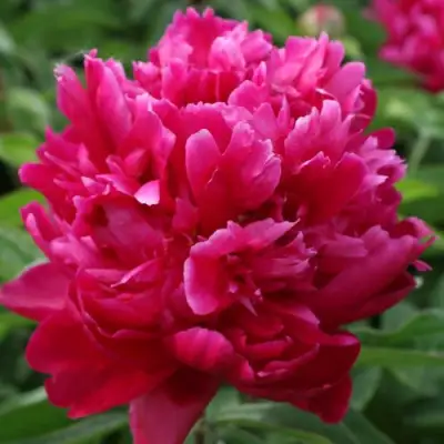 Пион ПЕСНЬ ВЕТРА травянистый в Бресте