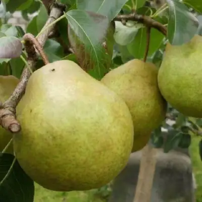 Груша ПЛАТОНОВСКАЯ в Бресте