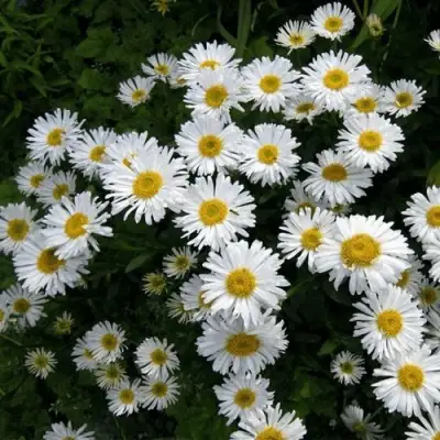 Астра АЛЬБУС альпийская в Бресте