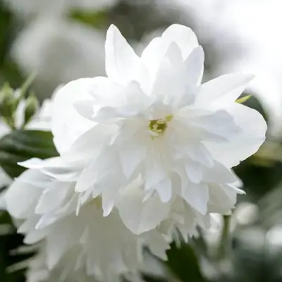 Жасмин МИНЕСОТА СНОУФЛЕЙК в Бресте