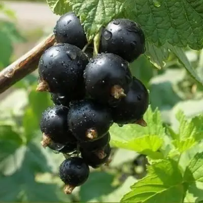 Смородина черная ПИГМЕЙ в Бресте