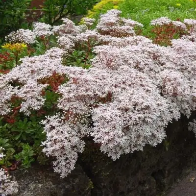 Очиток (седум) МУРАЛЕ белый в Бресте