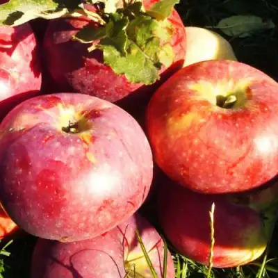 Яблоня АПОРТ в Бресте