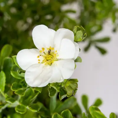 Лапчатка СНОУБЕРД кустарниковая в Бресте