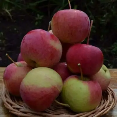 Яблоня РОДНИКОВАЯ в Бресте